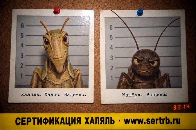 Белок из насекомых и ислам: почему халяльный протеин будущего делают из саранчи, а не из сверчка